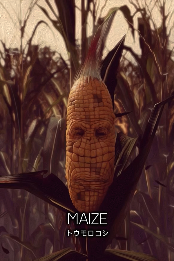 Maize
